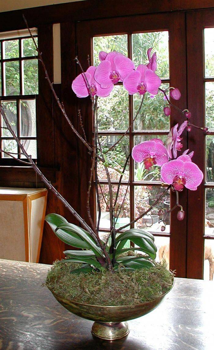 Как ухаживать за орхидеей в домашних условиях после покупки - пересадка, полив, удобрение, размножение и борьба с вредителями