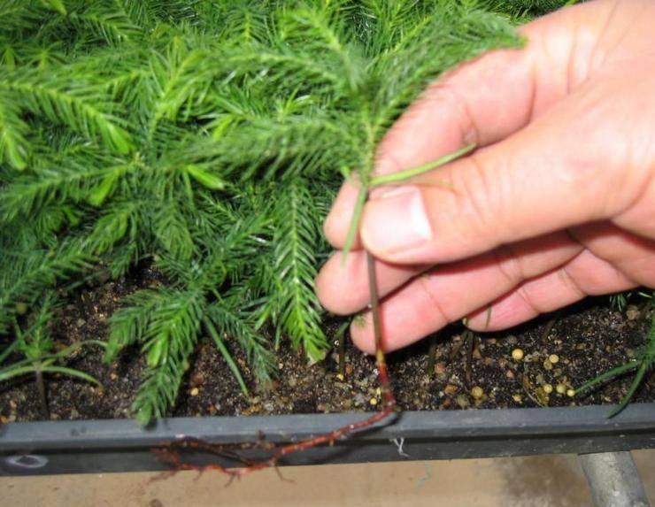 Выращивание араукарии комнатной: как посадить, размножать, пересаживать, какой горшок