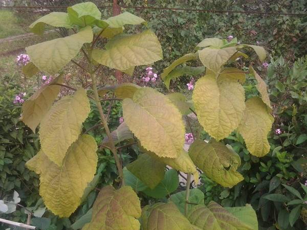 Гортензия болеет: почему у гортензии желтеют и сохнут листья, и что делать