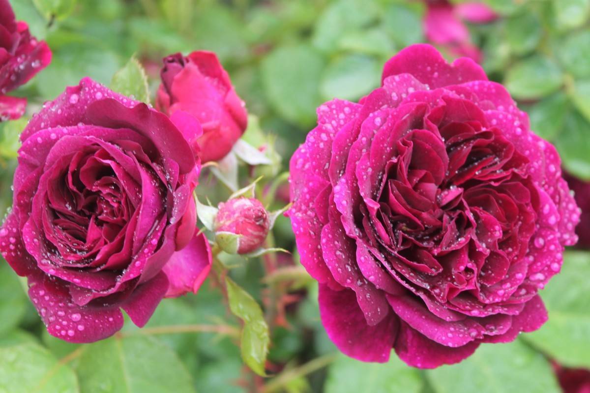 Роза шраб | питомник растений