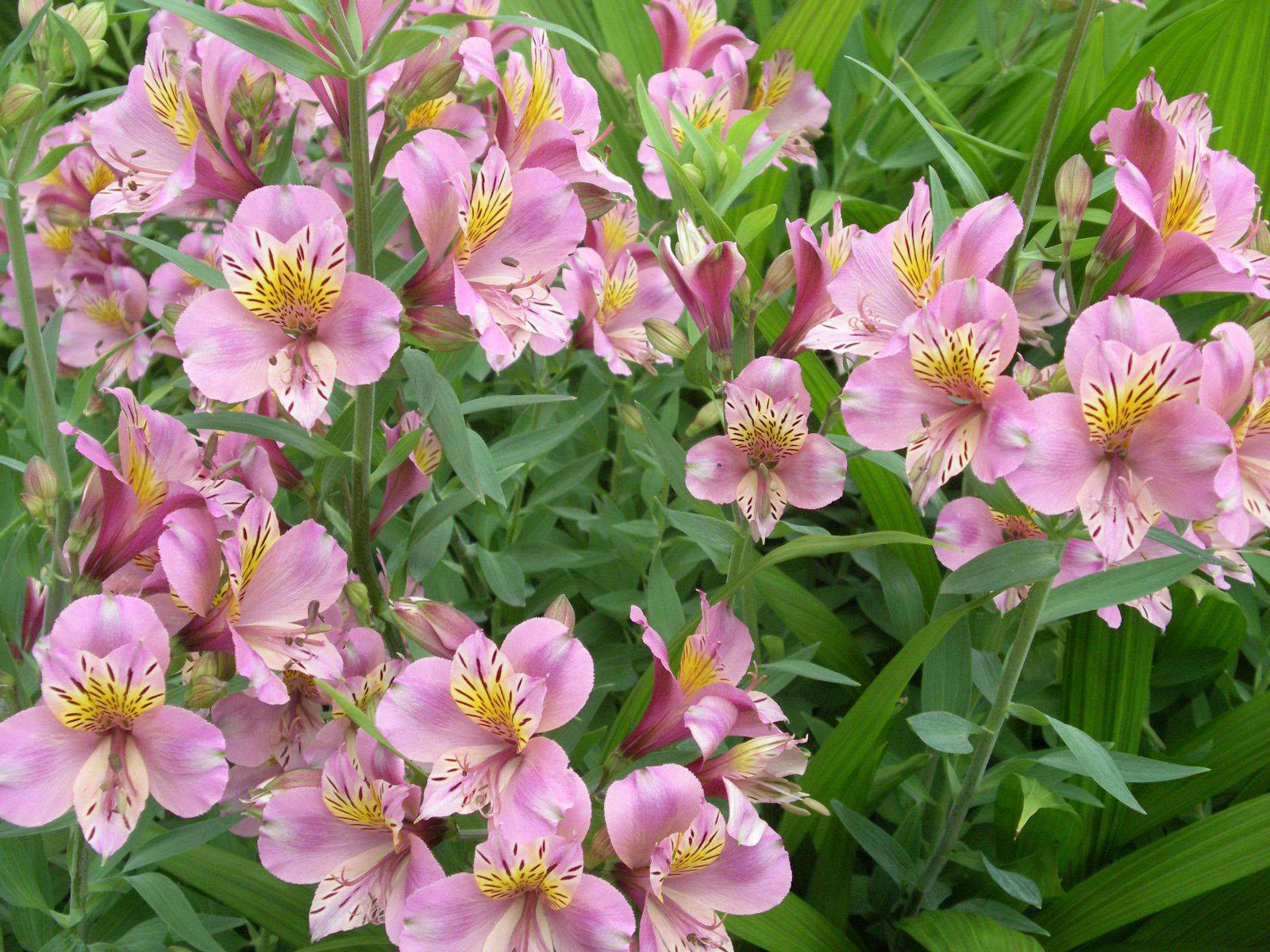 Цветок альстромерия: выращивание, размножение и описание