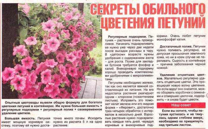 Петуния: удобрения для пышного цветения - pahistahis.ru