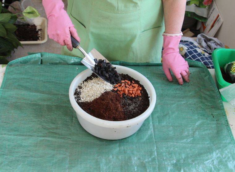 Выращивание глоксинии из семян в домашних условиях: пошаговая инструкция