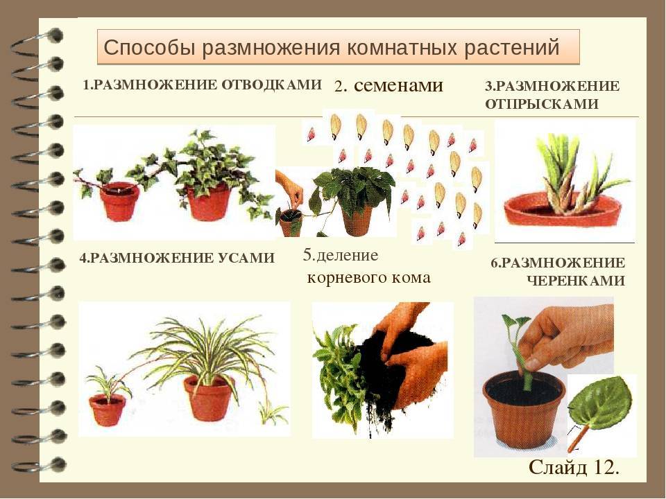 Очиток: как посадить и ухаживать за растением, чтобы он пышно цвел