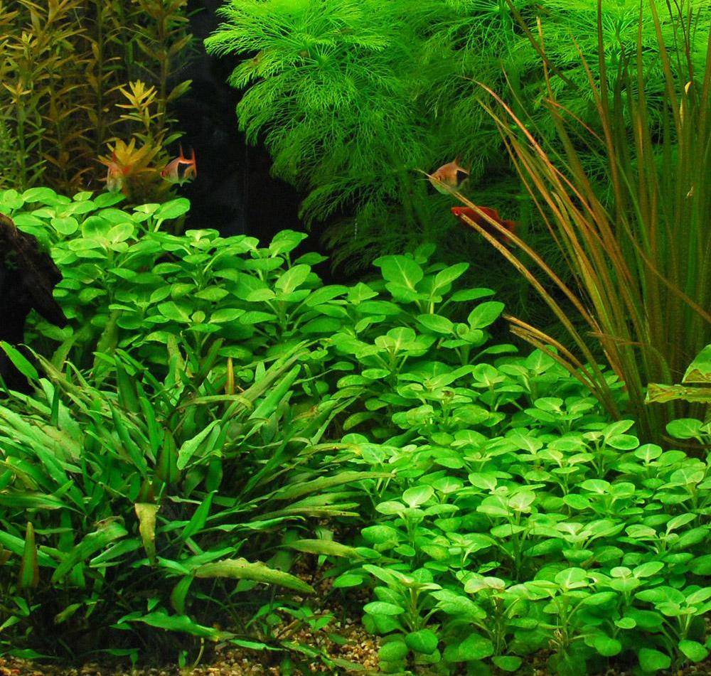 Как растить пресноводные аквариумные растения