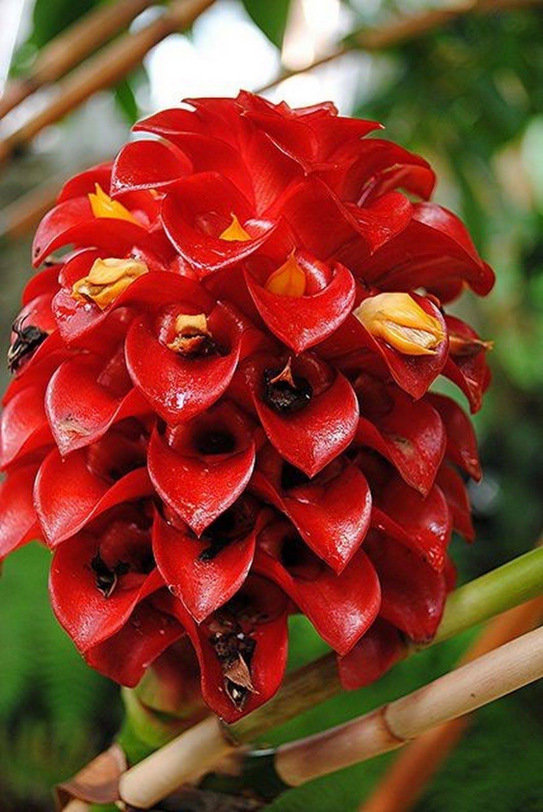 Самые необычные и редкие орхидеи. балерина и еще 20 фото экзотических цветов