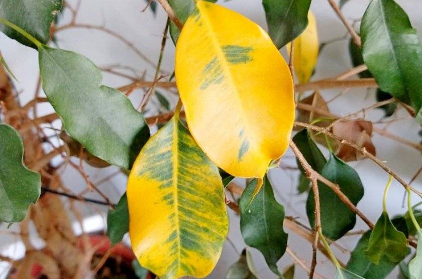 Фикус бенджамина сбрасывает листья: почему зелень у цветка желтеет и осыпается, может ли быть причиной стресс или неправильный полив, что делать, если опадают?