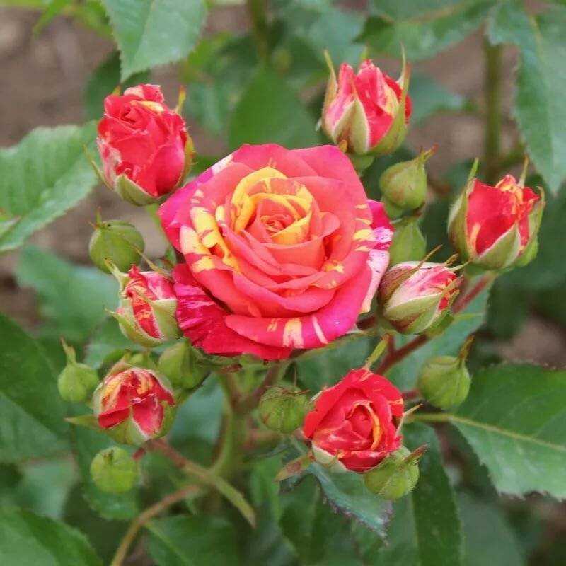 Роза спрей: что это такое, фото. розовые брызги или розы спрей: описание, сорта, посадка и уход