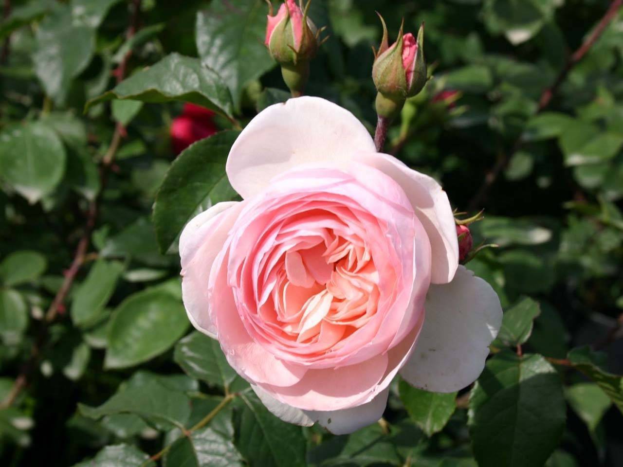 Роза мускусная описание, фото, посадка и уход в открытом грунте
