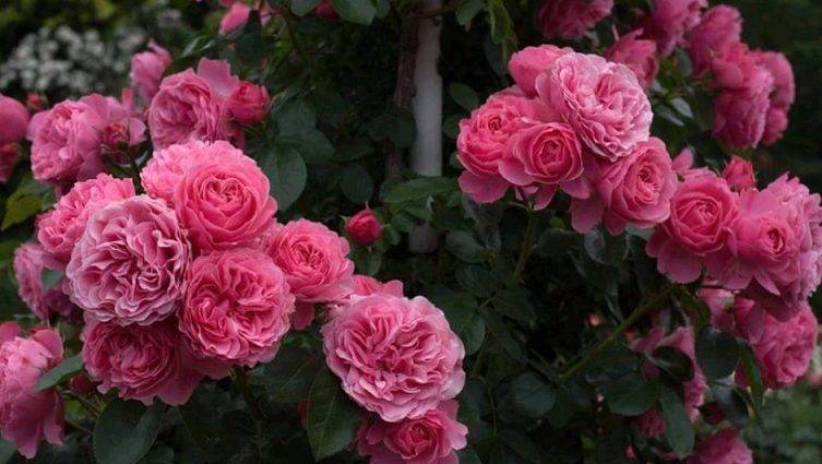 Техника выращивания за сортом плетистой розы парад: как ухаживать за клаймингом