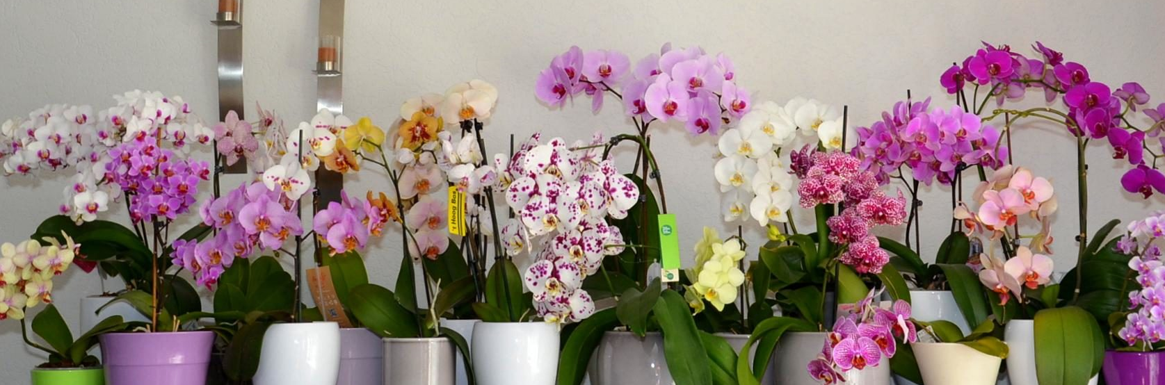 Ванильная орхидея, орхидея ваниль. уход, размножение, выращивание дома. | floplants. о комнатных растениях