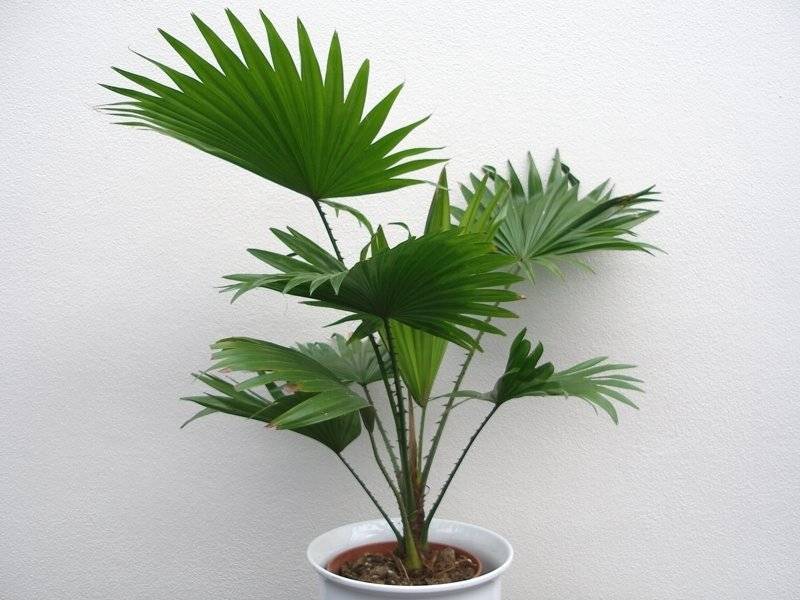 Пальма ливистона – тропическое обаяние в комнатных помещениях