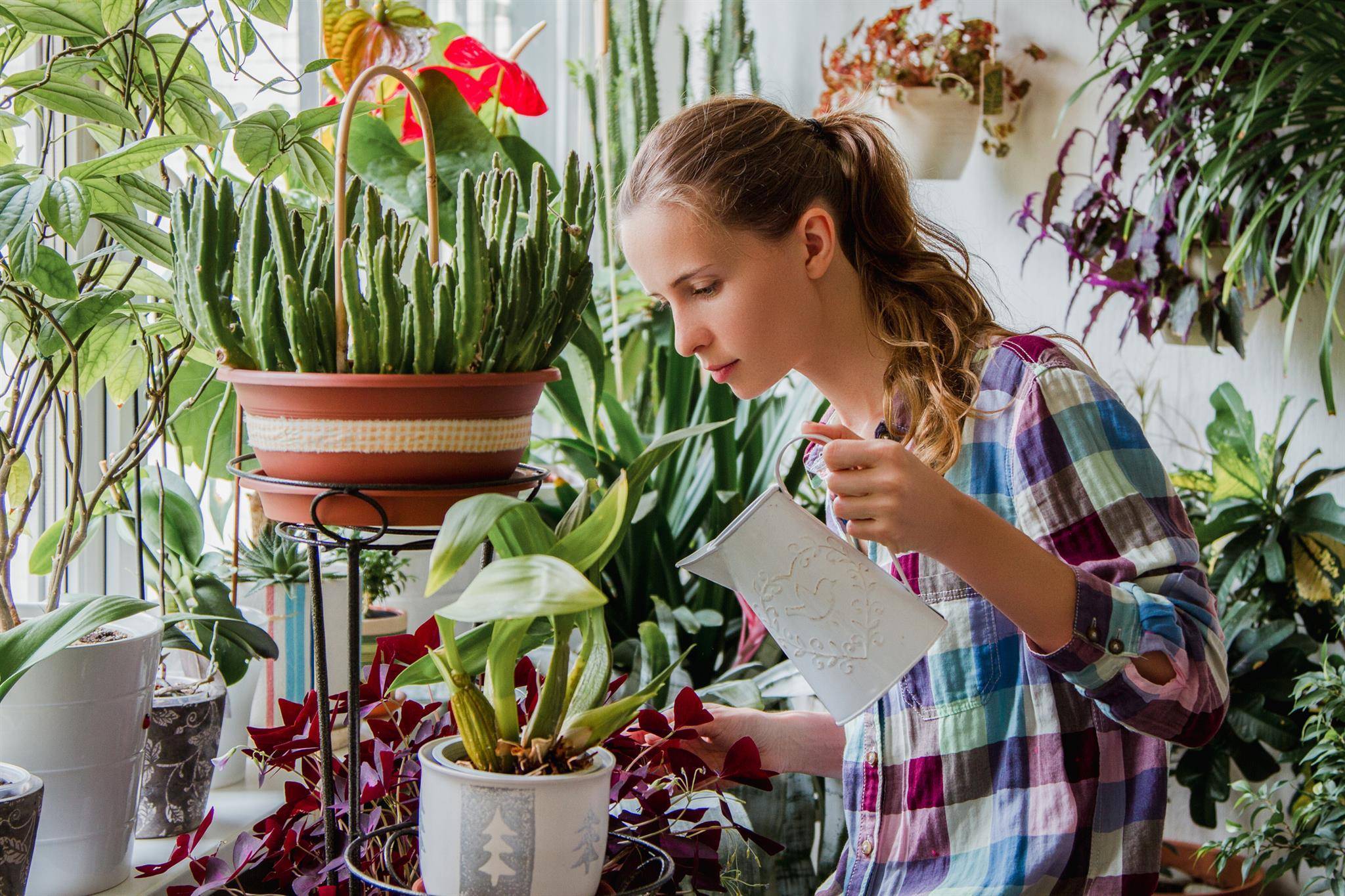 13 комнатных растений, которые легко вырастить из семян в домашних условиях. фото — ботаничка