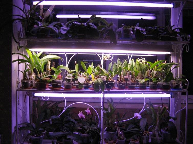 Какие лампы использовать для выращивания растений в домашних условиях | 1posvetu.ru