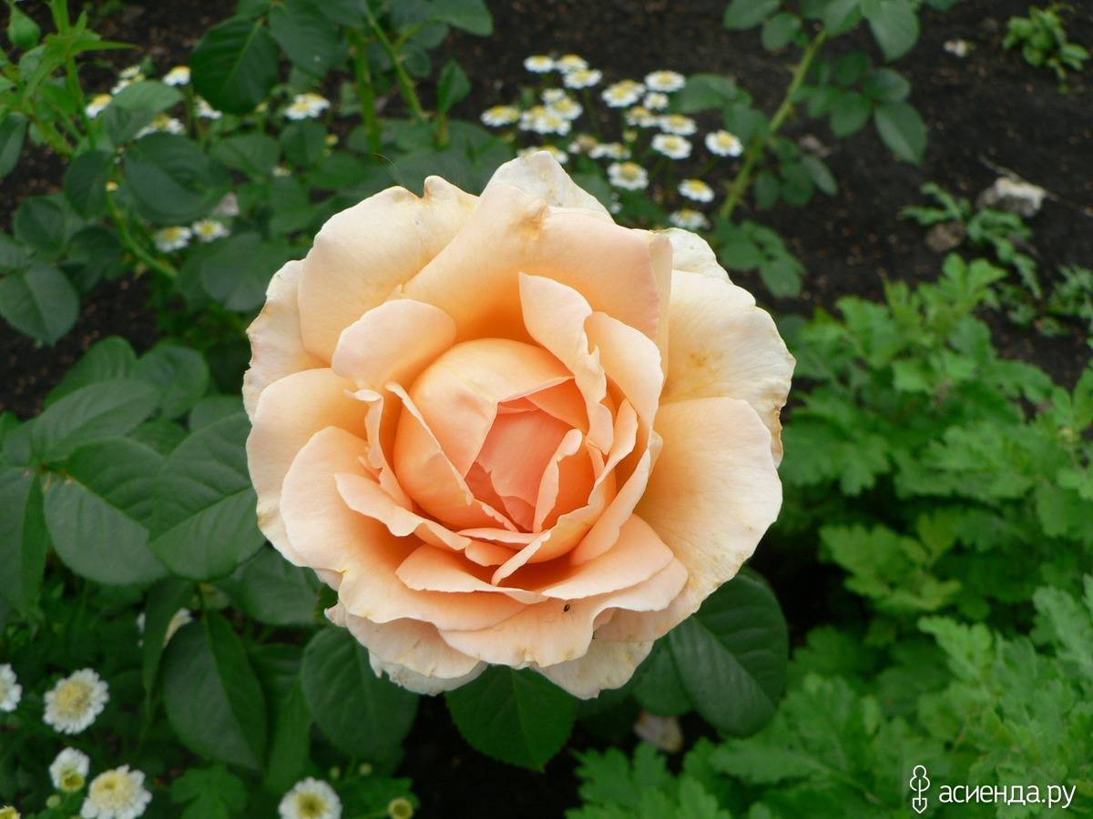 Роза плетистая полька: фото и описание, отзывы
