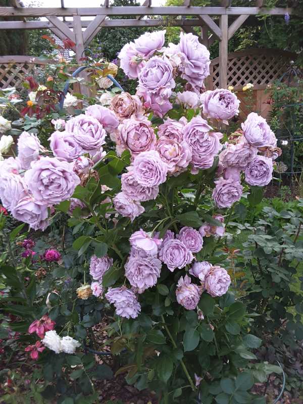 О розе wow: описание и характеристики, уход и выращивание чайно гибридной розы