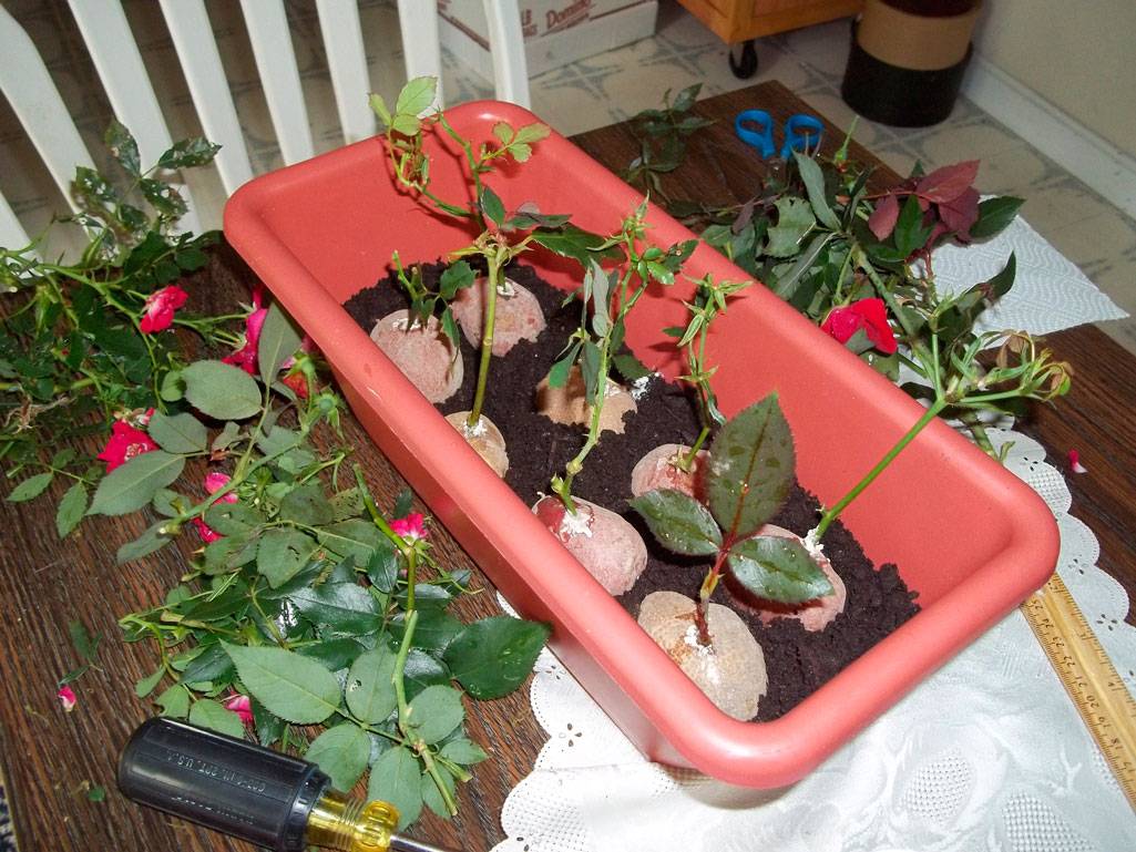 Как размножить розы черенками в домашних условиях