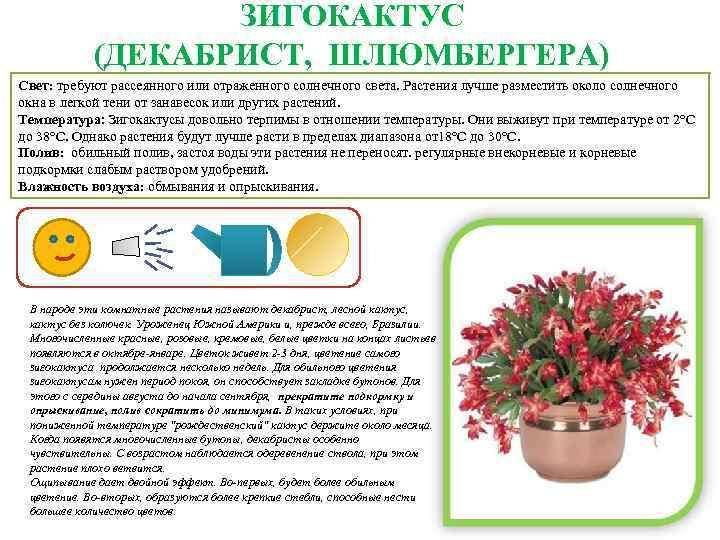 Пеперомия: выращивание + уход в домашних условиях > фото + видео
 adblockrecovery.ru