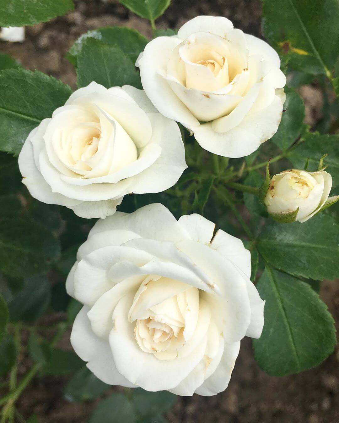 Описание розы сорта аспирин, выращивание, уход и размножение