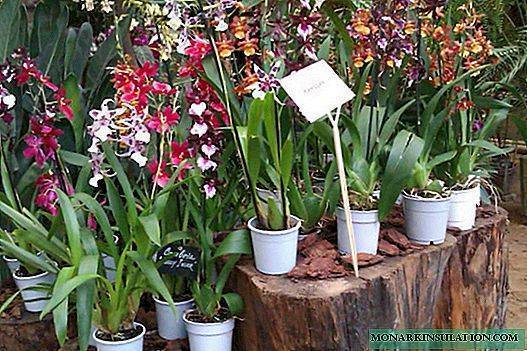 Камбрия – содержание орхидеи в домашних условиях
