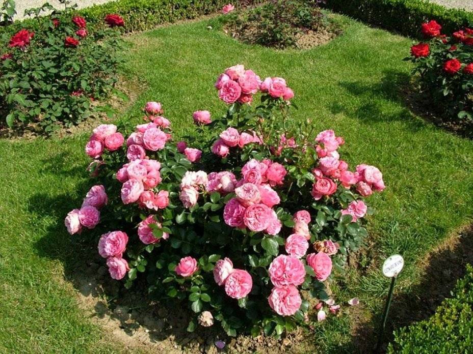 Описание розы флорибунда сорта поэзия: как посадить и ухаживать за кустом в саду