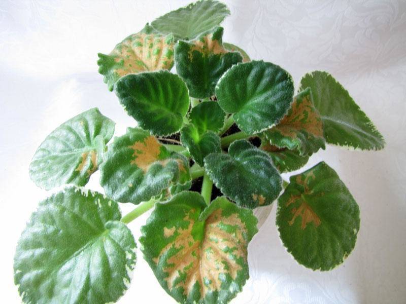 Как вылечить болезни фиалок: мучнистая роса, мягкие листья, пятна и вредители