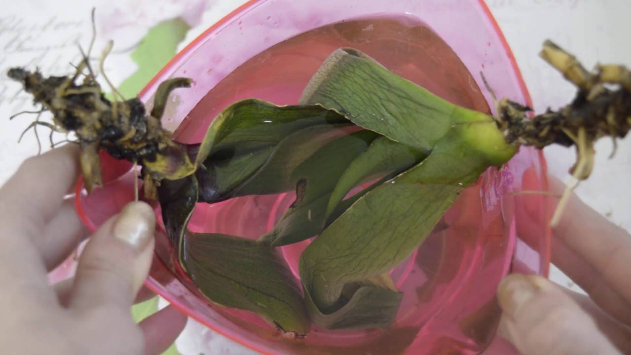 Как реанимировать и спасти орхидею в домашних условиях, если сгнили корни