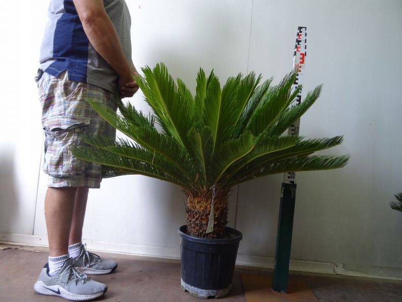 Цикас: уход в домашних условиях за экзотической пальмой