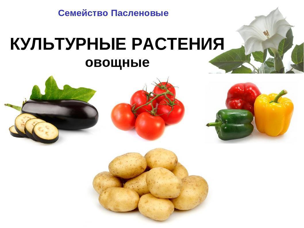 Список овощей, относящихся к пасленовым культурам, овощи семейства пасленовых