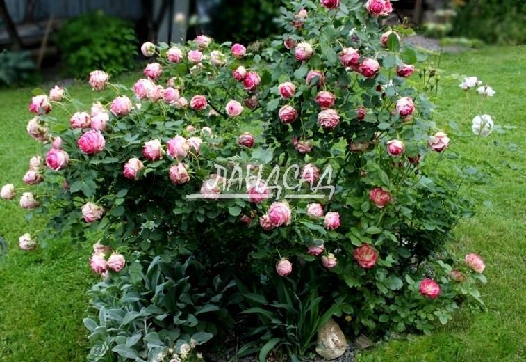 Фото и названия сортов роз от леди розы - агро эксперт