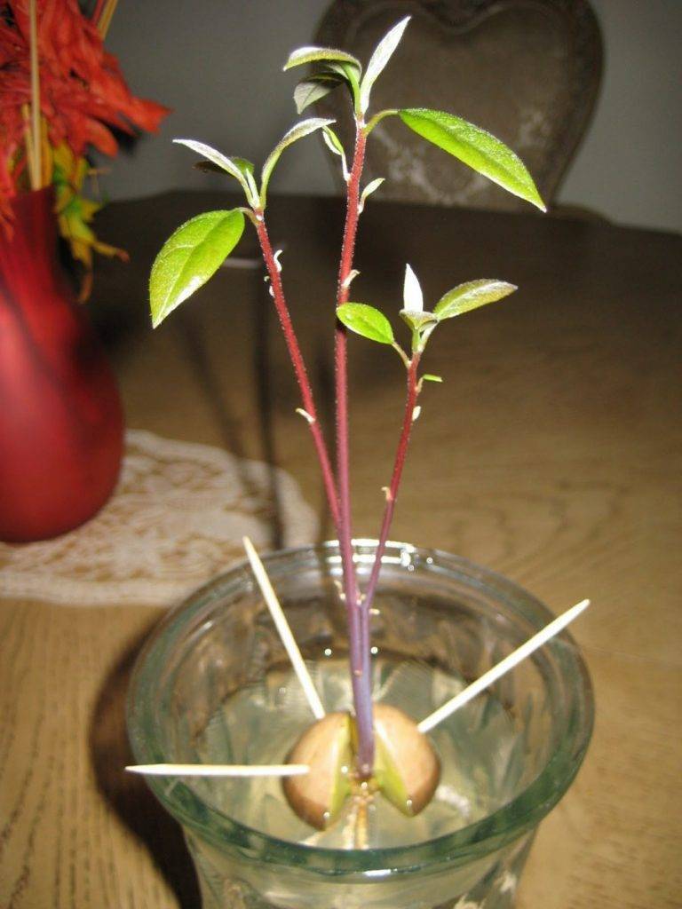 Как вырастить авокадо из косточки в домашних условиях — 90 фото и пошаговое описание выращивания