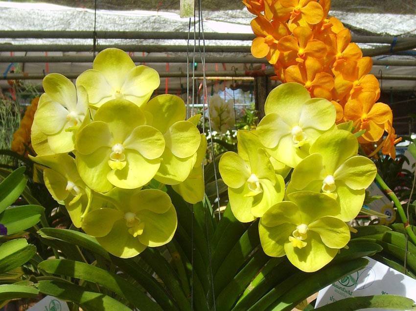 Фаленопсис мини марк: основы ухода за орхидеей в домашних условиях, а также большое количество красочных фото selo.guru — интернет портал о сельском хозяйстве