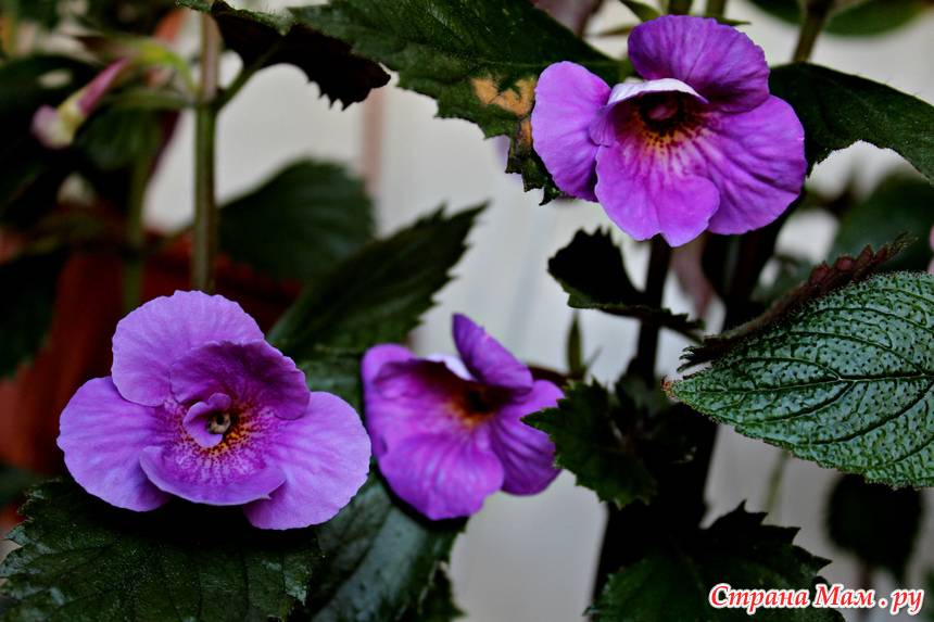 Ахименес: уход и выращивание цветка в домашних условиях