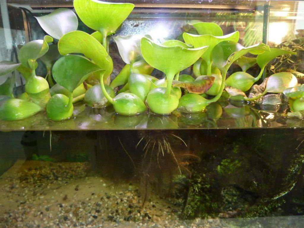 Водный гиацинт эйхорния: как сохранить дома зимой, как растёт в аквариуме