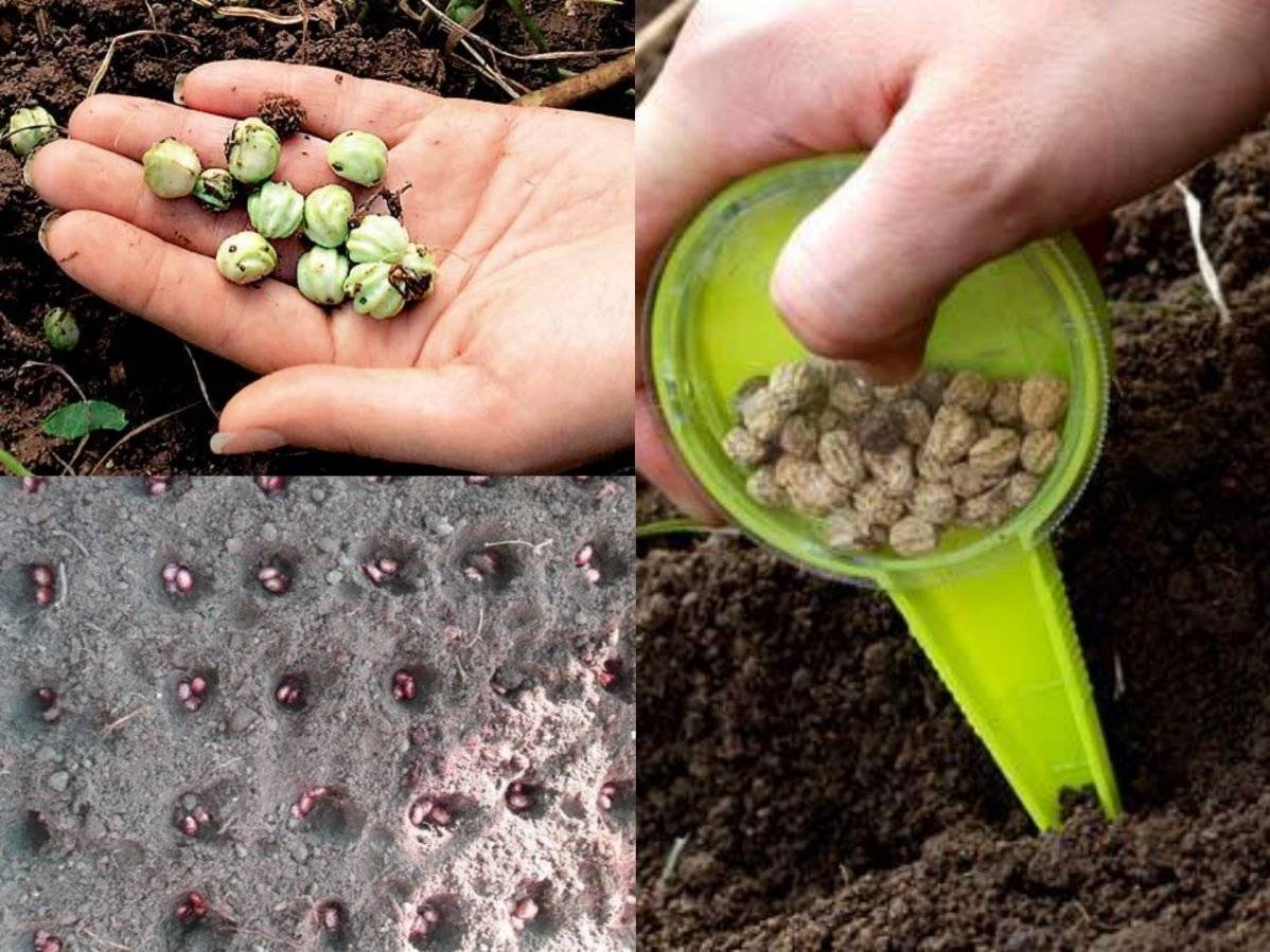 Выращивание рассады ибериса семенами: правила посадки и основы ухода