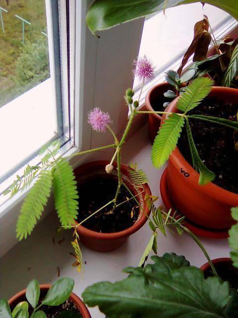 Как вырастить цветок мимоза в домашних условиях, климат для растения (5 фото + 2 видео)