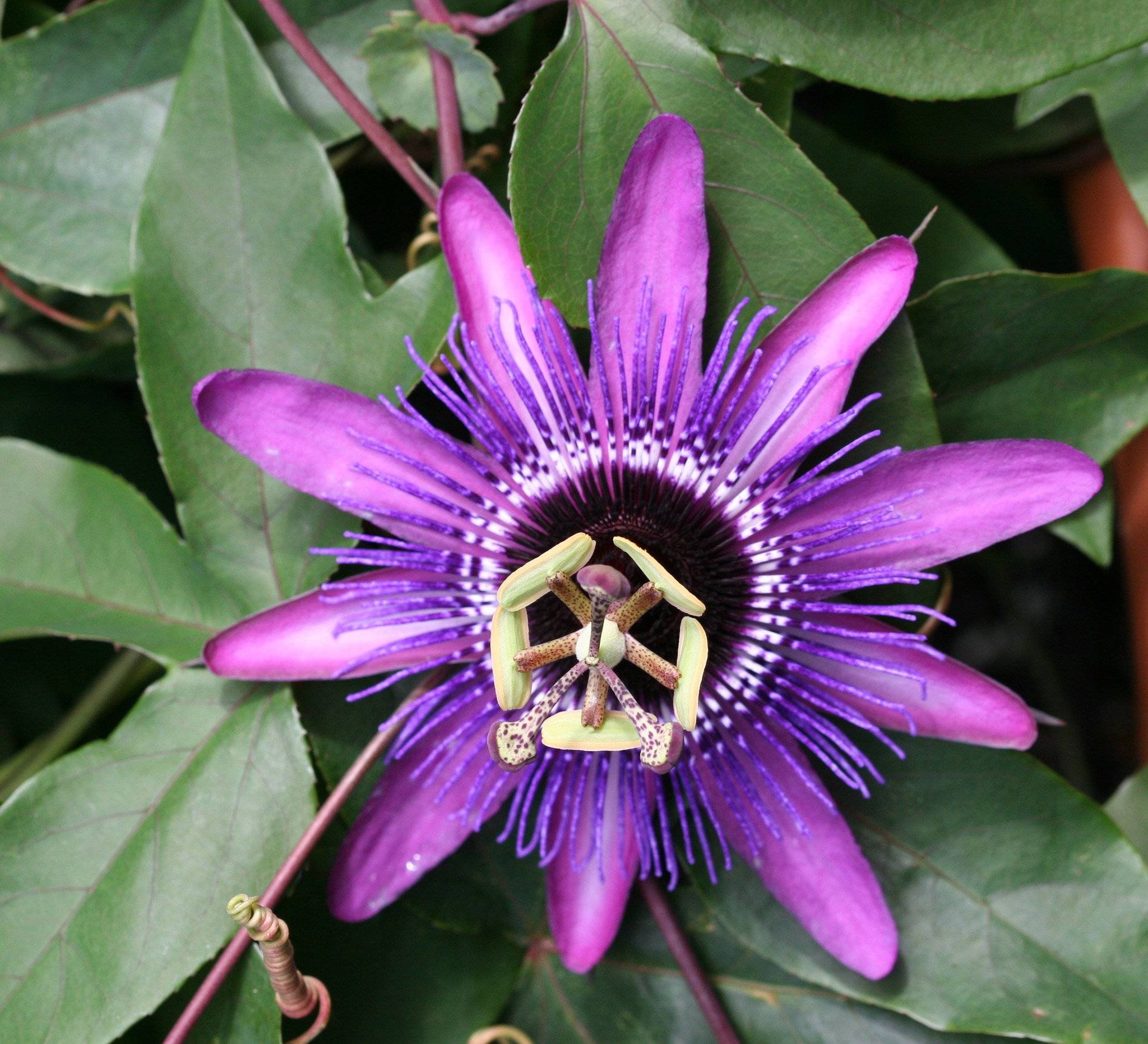 Пассифлора (страстоцвет): магические свойства цветка, фото, от чего помогает, состав, применение в медицине, противопоказания, побочные эффекты