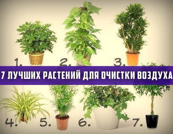 Цветы очищающие воздух в квартире: описание лучших растений