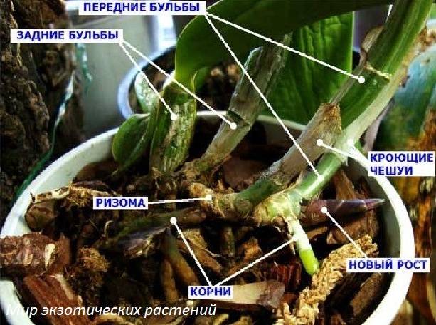 Размножение фаленопсисов selo.guru — интернет портал о сельском хозяйстве