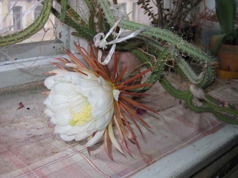 Кактус царица ночи: все о выращивании селеницереуса крупноцветкового в домашних условиях