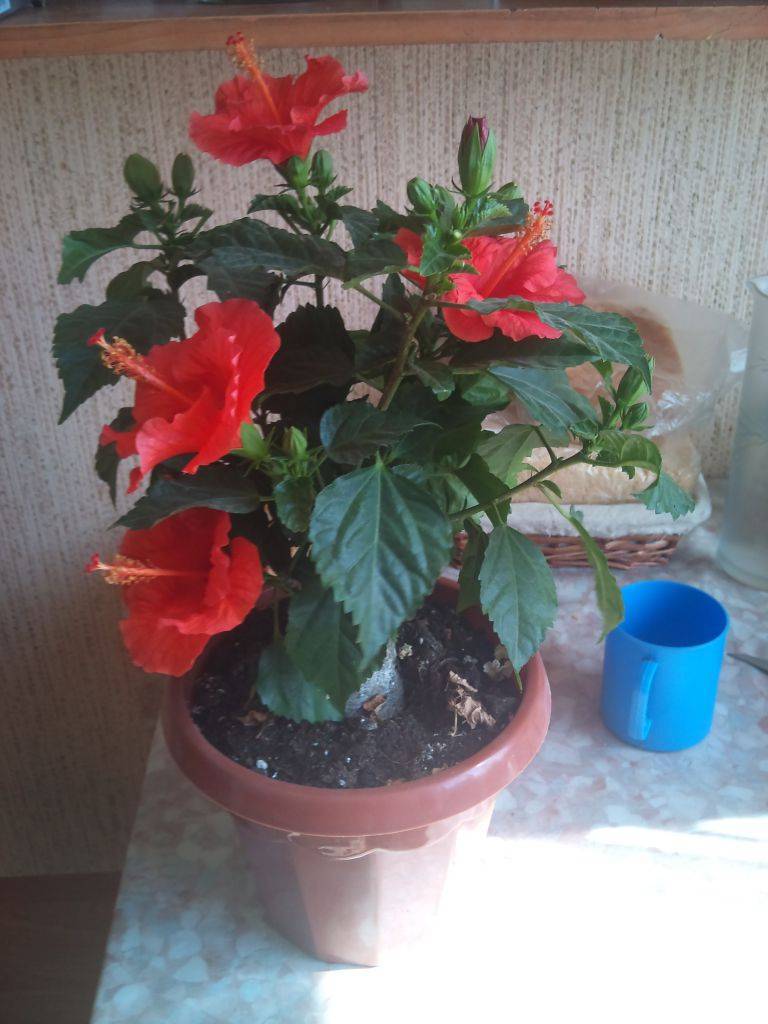 Гибискус комнатный(китайская роза) фото, цветок смерти почему, уход в домашних условиях