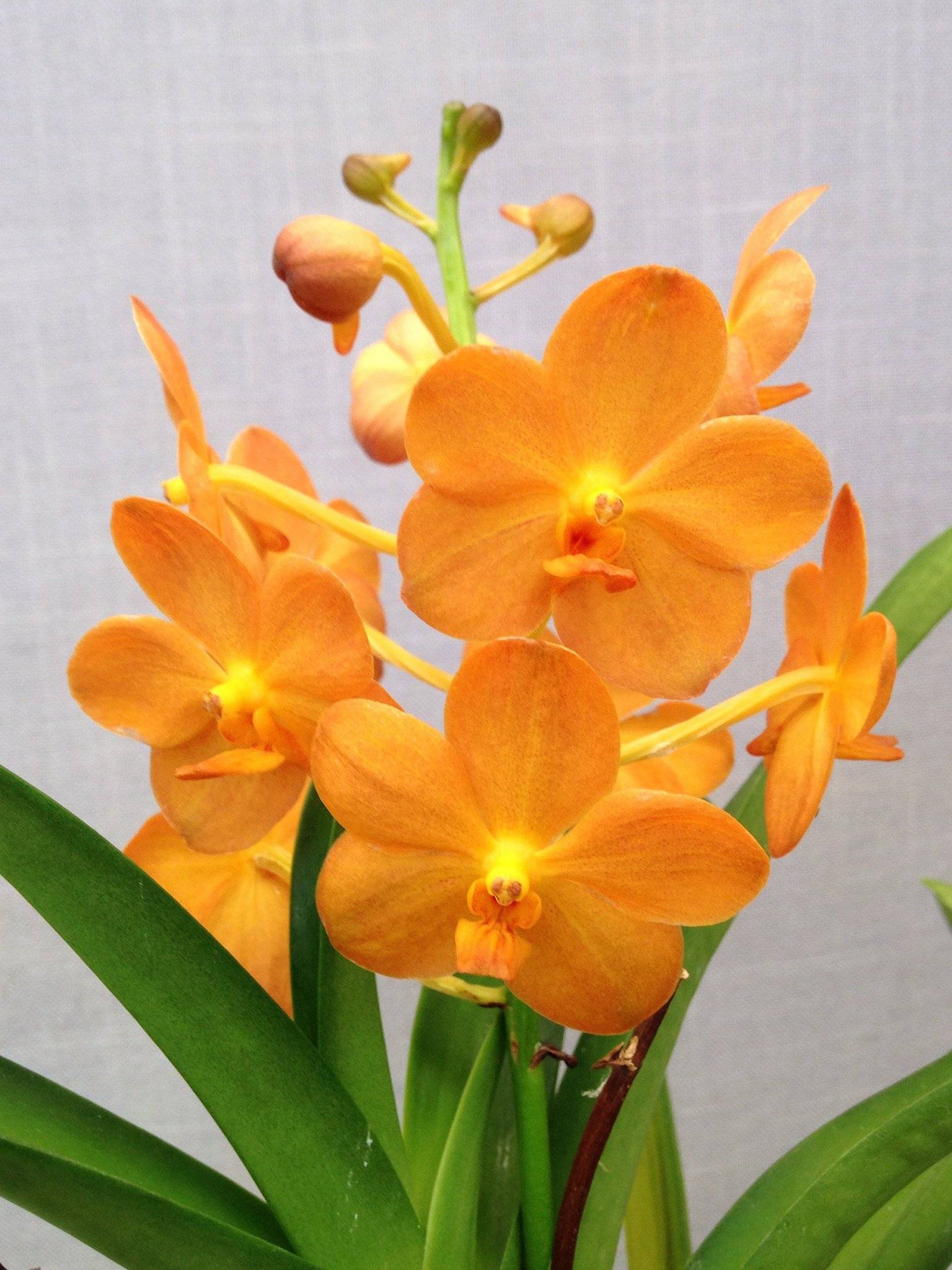 Орхидея ванда: отличительные черты и фото vanda, описание видов, а также особенности цветения, размножения, способы выращивания и тонкости ухода в домашних условиях