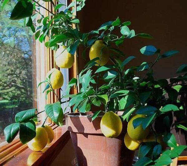 Лимонное дерево — выращивание, уход в домашних условиях, фото видов