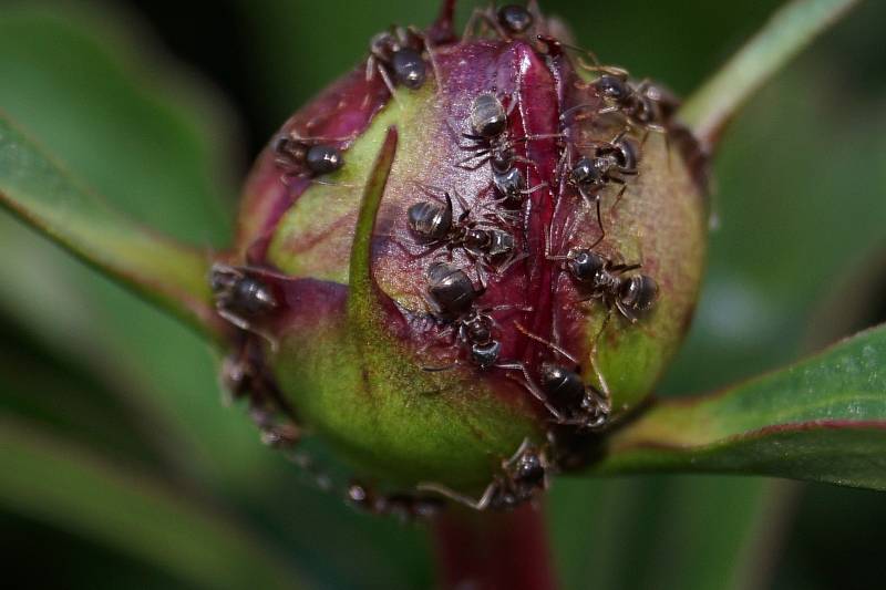 Как избавиться от муравьев на пионах: методы и средства
