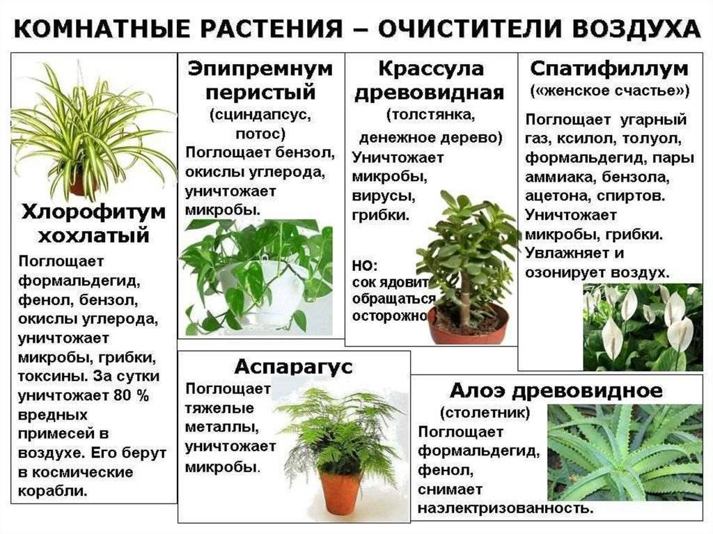 Комнатные растения очищающие воздух