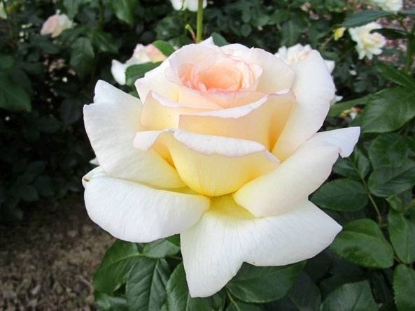 Роза анастасия: описание, фото сорта, почему вянут чайно-гибридные виды, отзывы