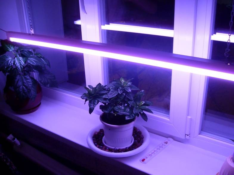 Освещение для растений: по каким параметрам выбрать лампу