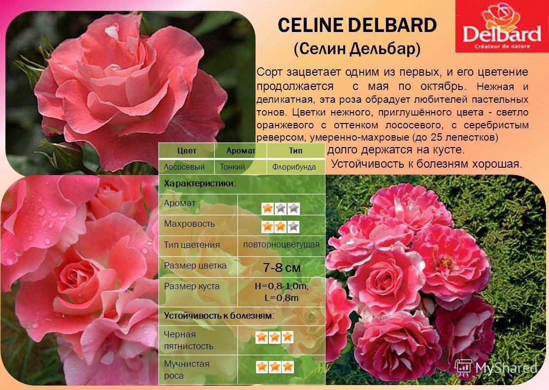 Великолепное украшение для сада: сорта чайно-гибридных роз с описанием и рекомендации по их выращиванию