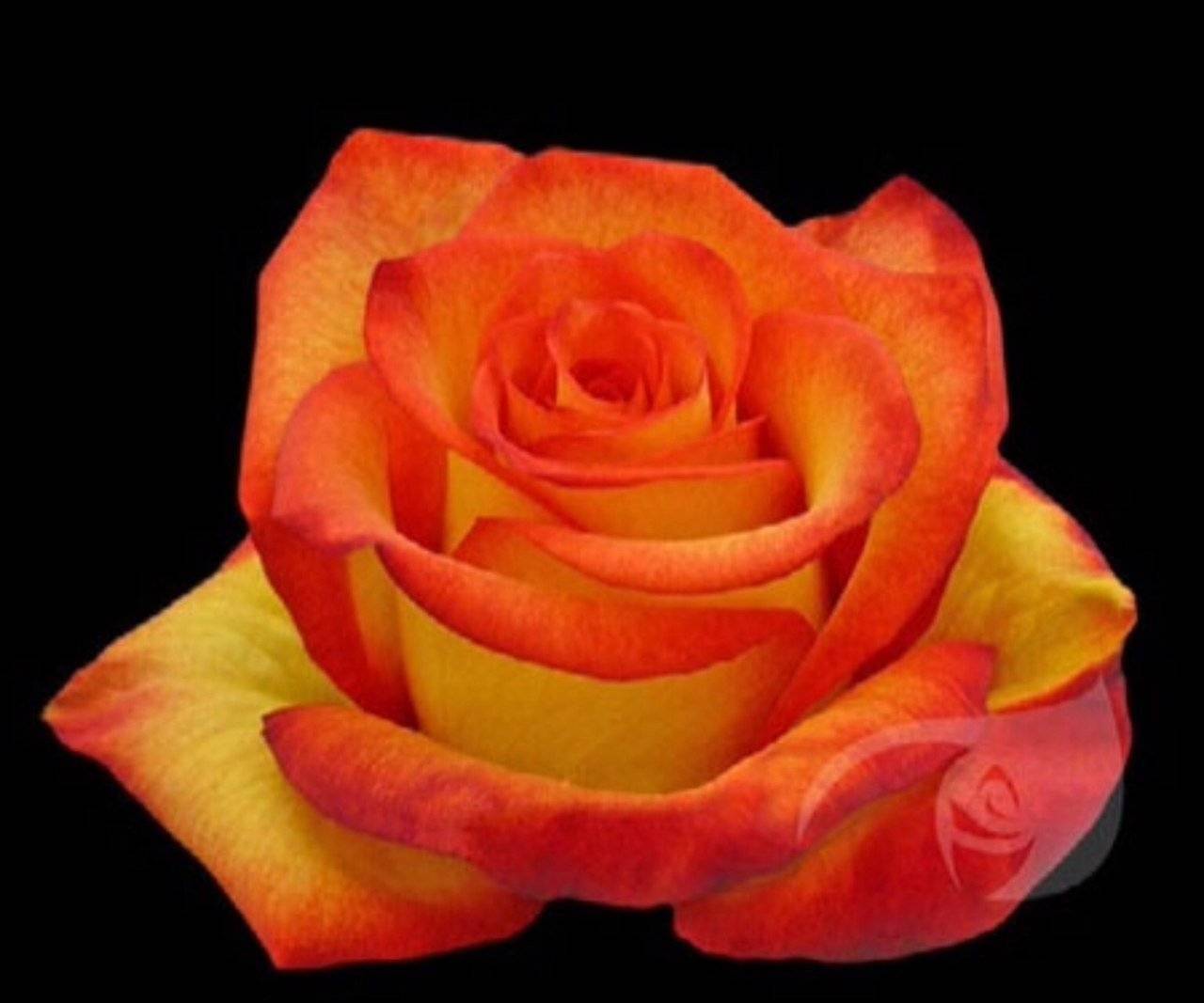 Роза хай мэджик (high magic) — что это за гибридный сорт, описание