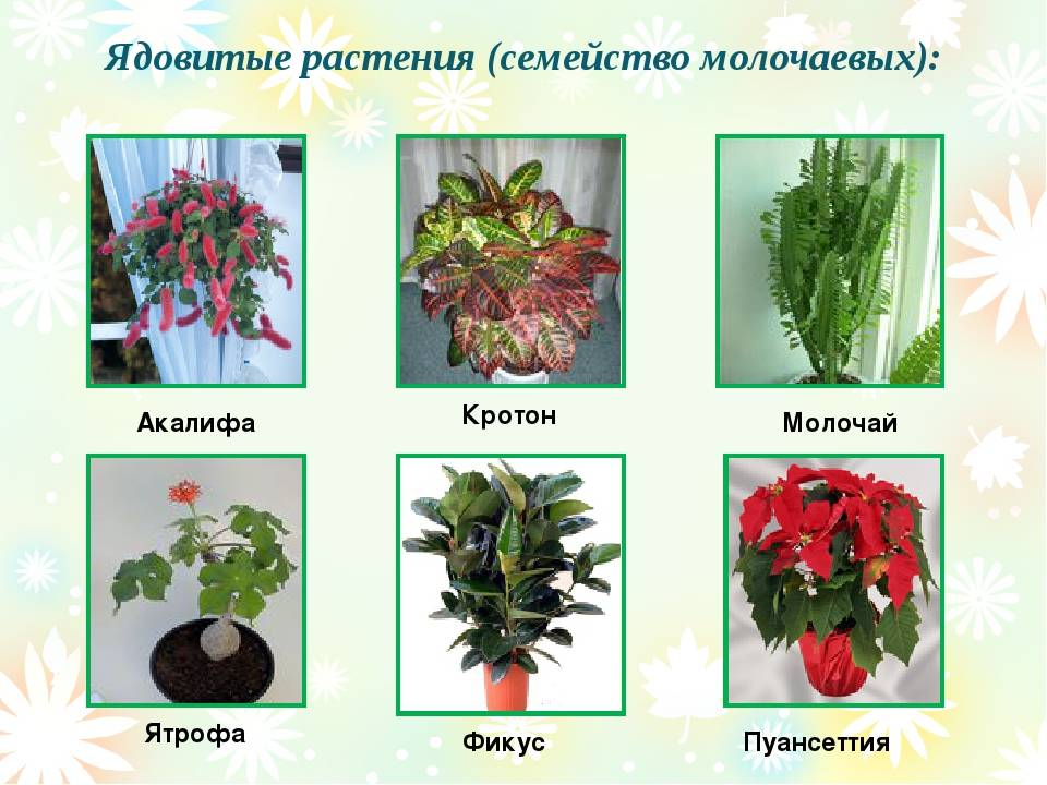 Ядовитые комнатные растения: названия, фото и описания (каталог)